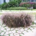 SAP Campus (bangalore_100_1870.jpg) South India, Indische Halbinsel, Asien